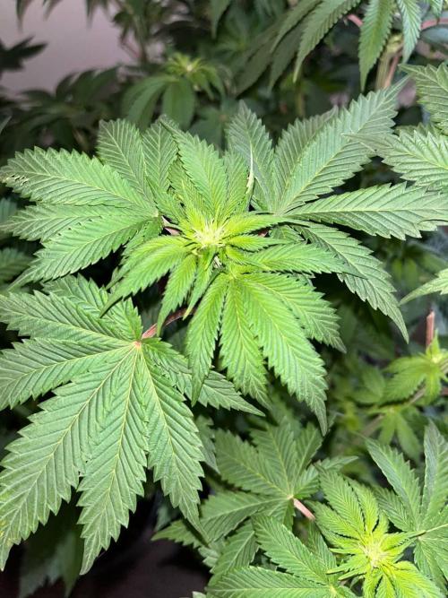 Og cream by farahweed. Week 8 - og cream by farah4weed
week 2 flowering