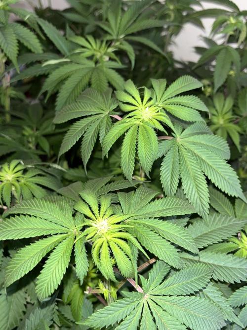 Og cream by farahweed. Week 8 - og cream by farah4weed
week 2 flowering