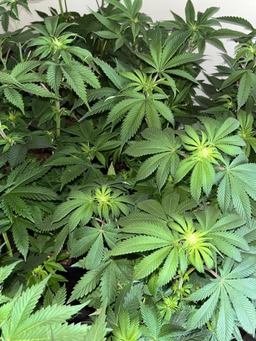 Og cream by farahweed. Week 8 - og cream by farah4weed
week 2 flowering