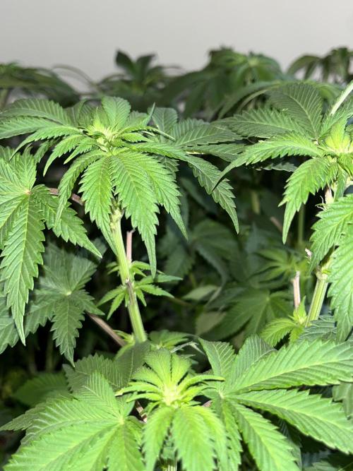 Og cream by farahweed. Week 8 - og cream by farah4weed
week 2 flowering