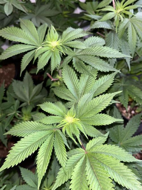 Og cream by farahweed. Week 8 - og cream by farah4weed
week 2 flowering