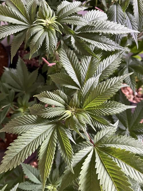 Og cream by farahweed. Week 8 - og cream by farah4weed
week 2 flowering