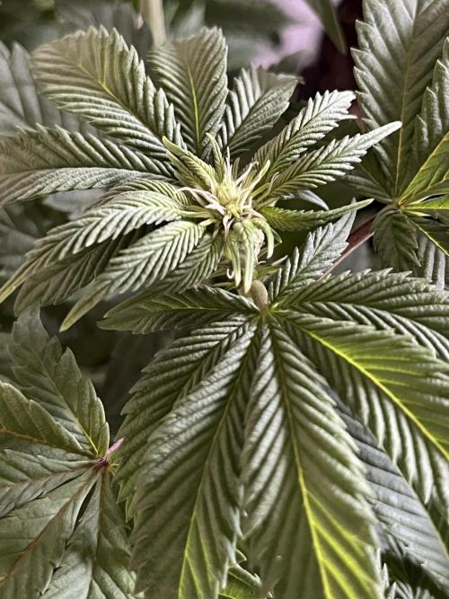Og cream by farahweed. Week 8 - og cream by farah4weed
week 2 flowering