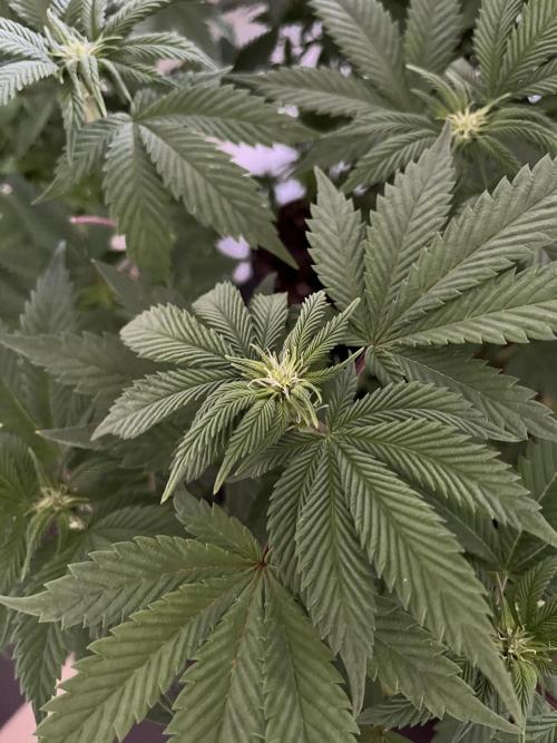 Og cream by farahweed. Week 8 - og cream by farah4weed
week 2 flowering