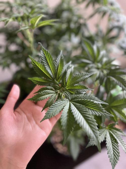 Og cream by farahweed. Week 8 - og cream by farah4weed
week 2 flowering