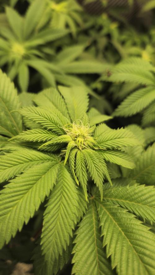 Og cream by farahweed. Week 9 - og cream by farahweed
week3 flowering