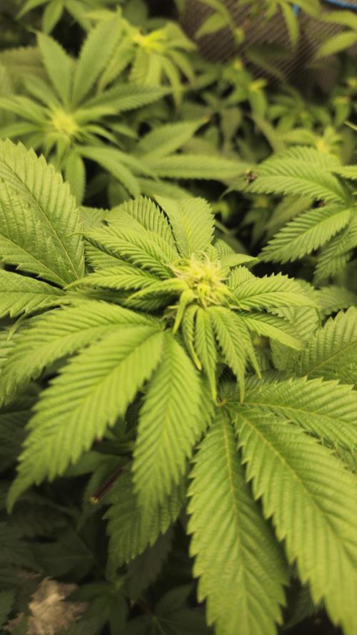 Og cream by farahweed. Week 9 - og cream by farahweed
week3 flowering