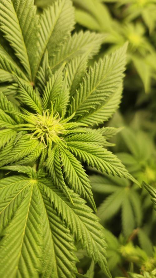 Og cream by farahweed. Week 9 - og cream by farahweed
week3 flowering