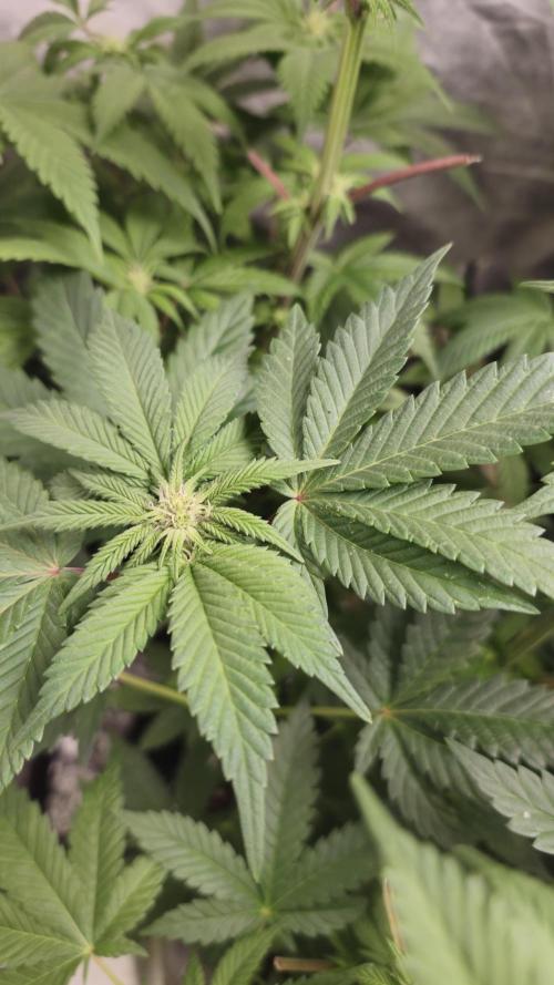 Og cream by farahweed. Week 9 - og cream by farahweed
week3 flowering