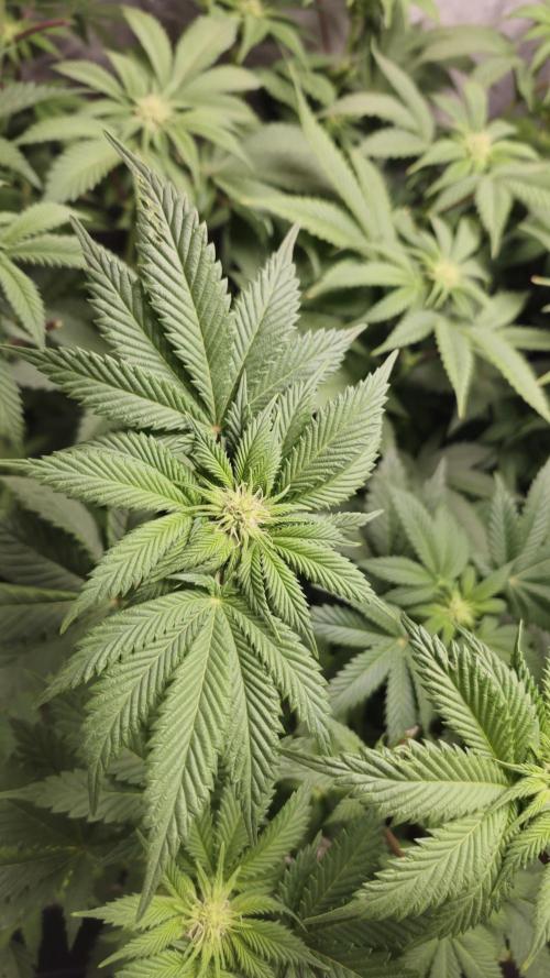 Og cream by farahweed. Week 9 - og cream by farahweed
week3 flowering