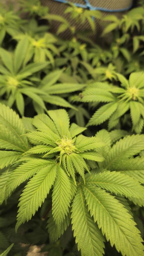 Og cream by farahweed. Week 9 - og cream by farahweed
week3 flowering