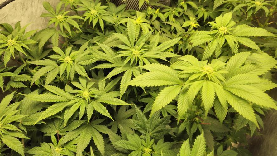 Og cream by farahweed. Week 9 - og cream by farahweed
week3 flowering