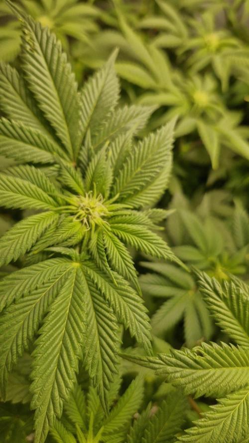 Og cream by farahweed. Week 9 - og cream by farahweed
week3 flowering