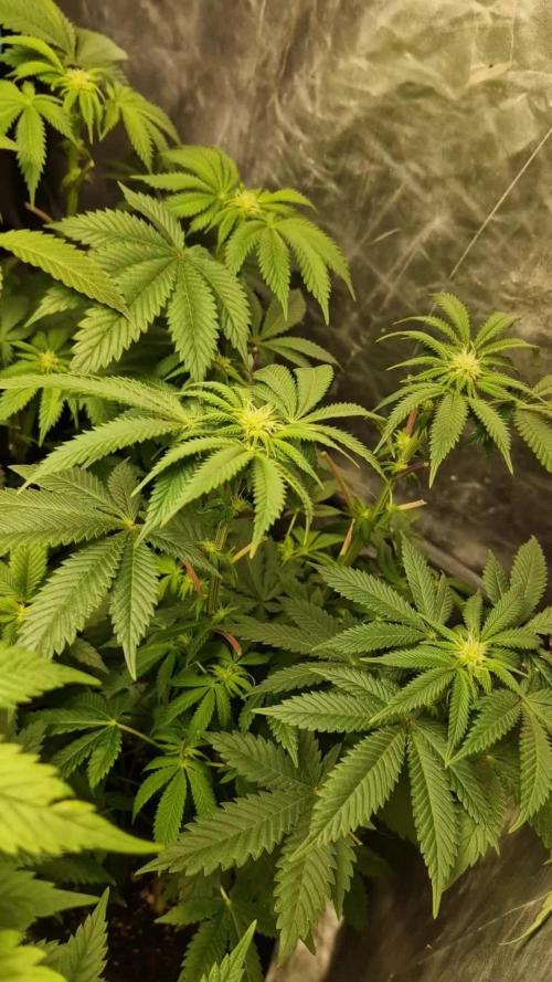 Og cream by farahweed