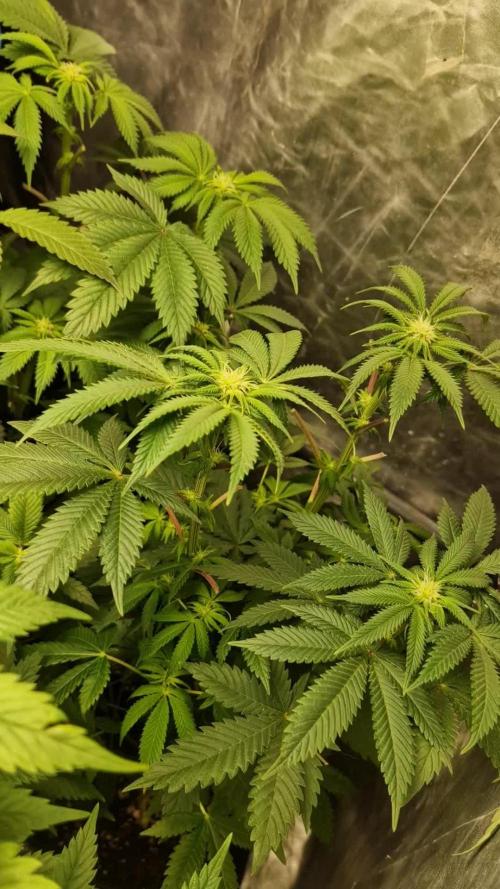 Og cream by farahweed