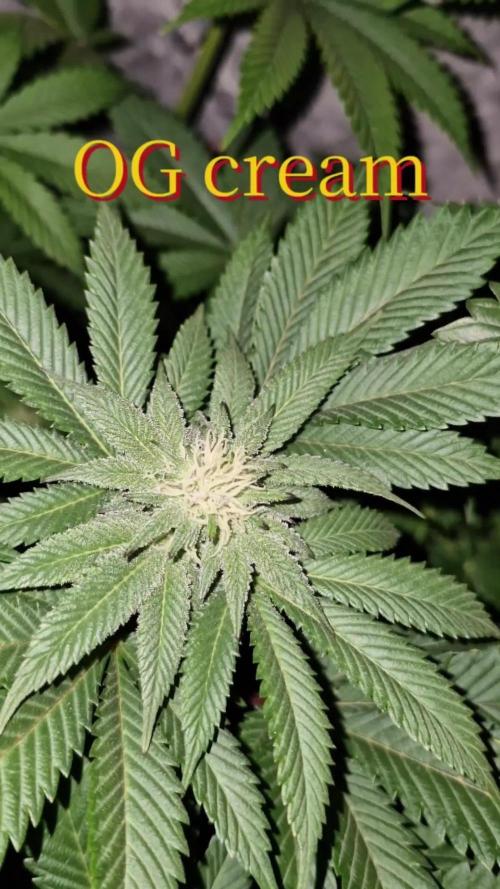 Og cream by farahweed