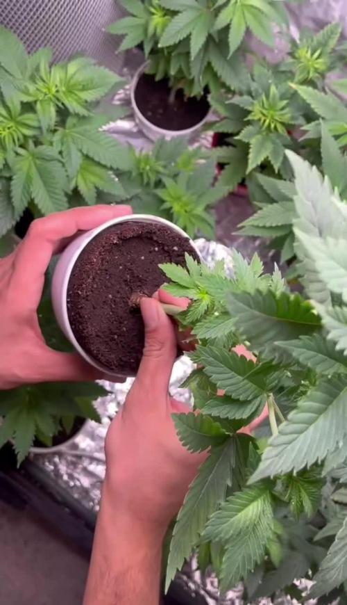 Og cream by farahweed