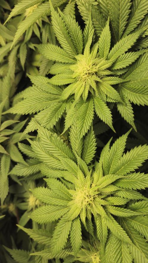 Og cream by farahweed. Week 10 - og cream week 4 Flowering