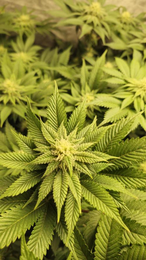 Og cream by farahweed. Week 10 - og cream week 4 Flowering