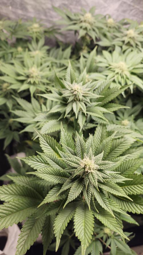 Og cream by farahweed. Week 10 - og cream week 4 flowering