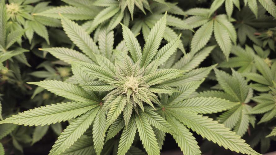 Og cream by farahweed. Week 10 - og cream week 4 flowering