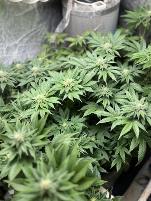 Og cream by farahweed. Week 10 - og cream week 4 flowering