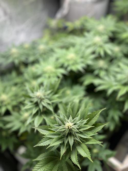 Og cream by farahweed. Week 10 - og cream week 4 flowering