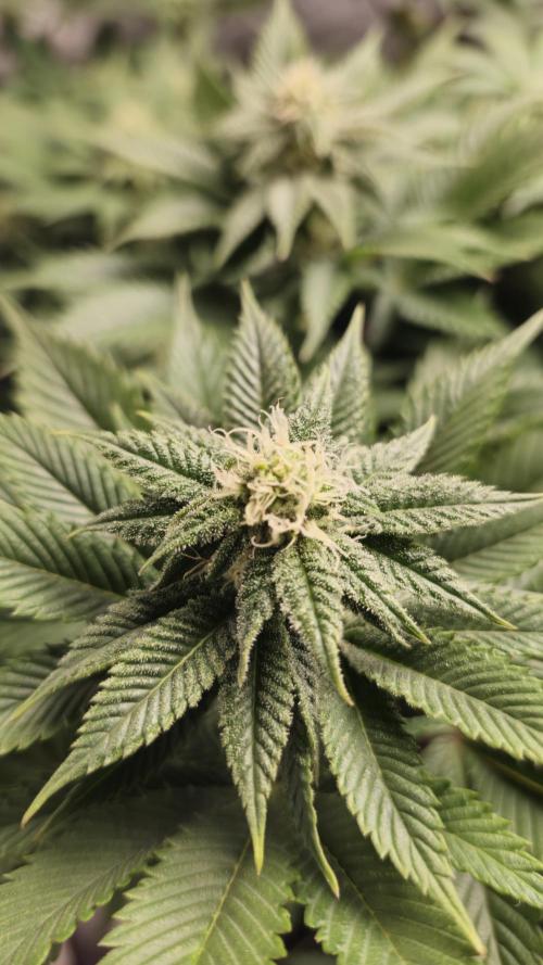 Og cream by farahweed. Week 10 - og cream week 4 flowering