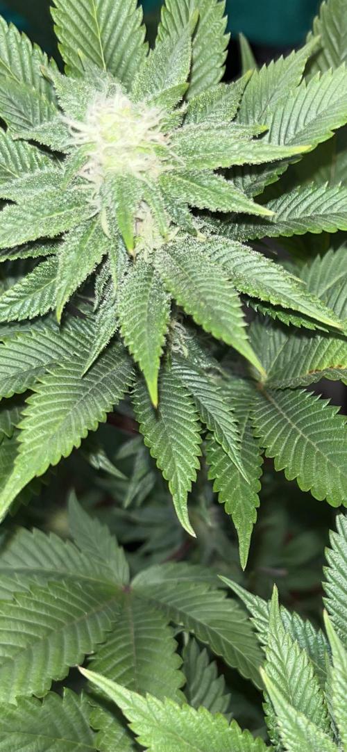 Og cream by farahweed. Week 10 - og cream week 4 flowering