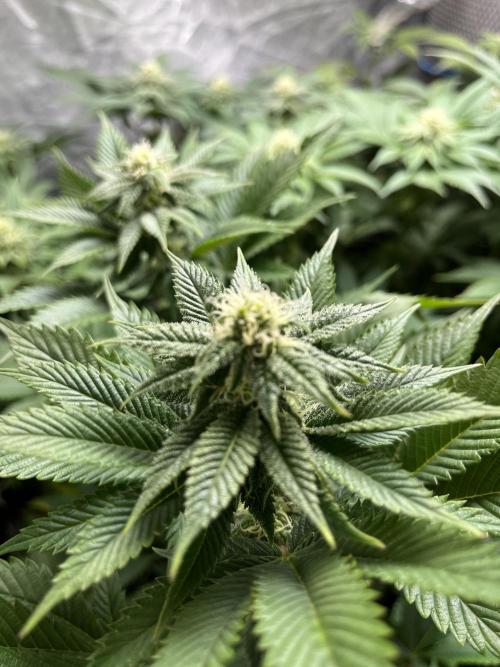 Og cream by farahweed. Week 10 - og cream week 4 flowering