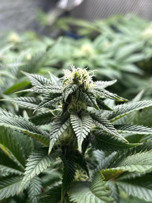 Og cream by farahweed. Week 10 - og cream week 4 flowering