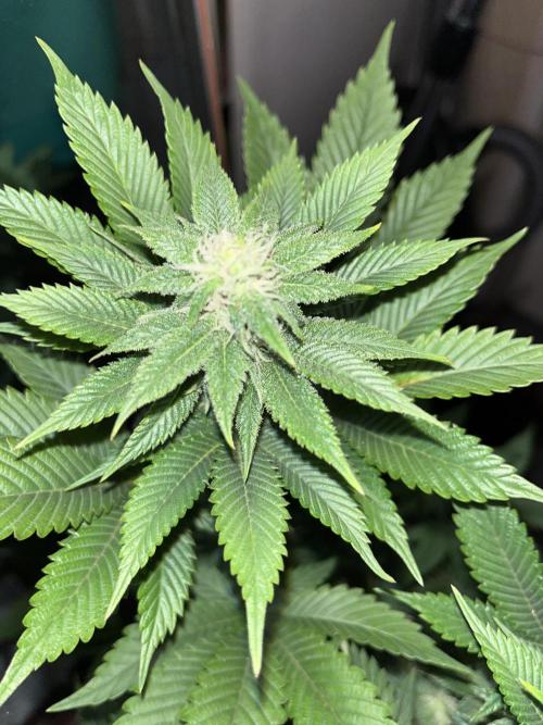 Og cream by farahweed. Week 10 - og cream week 4 flowering