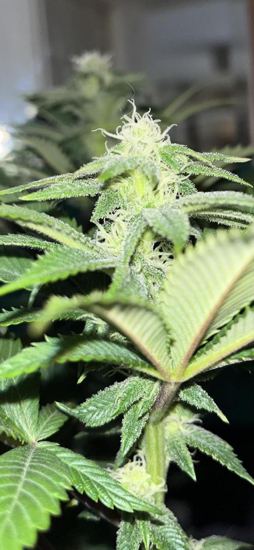 Og cream by farahweed. Week 10 - og cream week 4 flowering