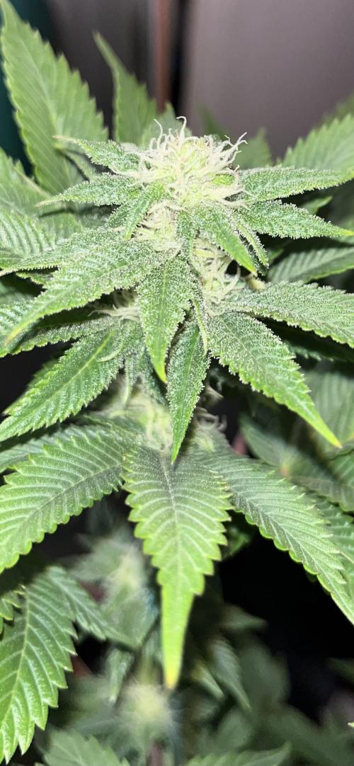 Og cream by farahweed. Week 10 - og cream week 4 flowering