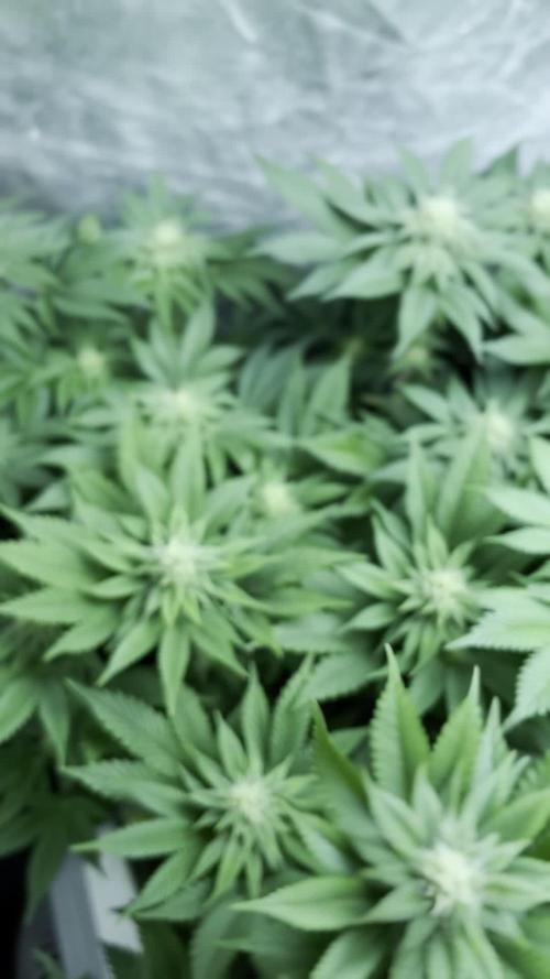 Og cream by farahweed