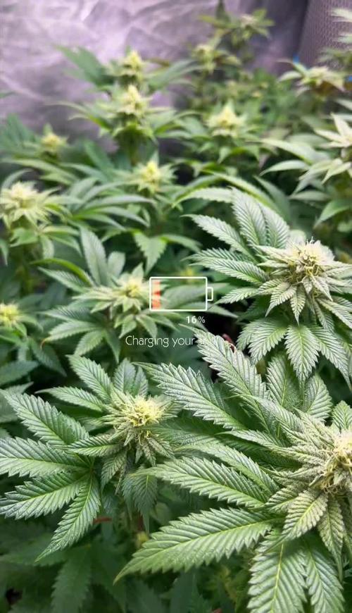 Og cream by farahweed