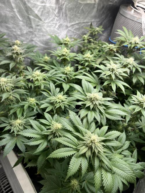 Og cream by farah4weed. Week 11 - OG cream by farah4weed
week 5 flowering