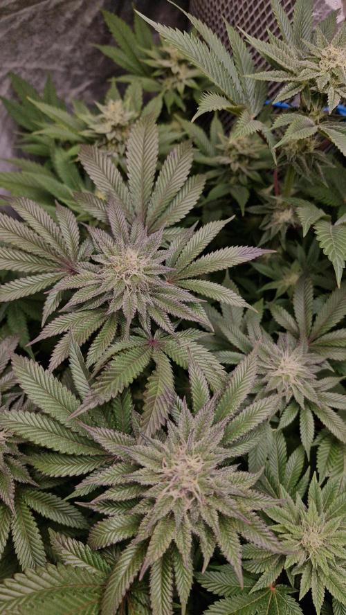 Og cream by farah4weed. Week 11 - OG cream by farah4weed
week 5 flowering