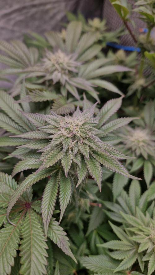 Og cream by farah4weed. Week 11 - OG cream by farah4weed
week 5 flowering