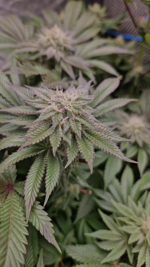 Og cream by farah4weed. Week 11 - OG cream by farah4weed
week 5 flowering