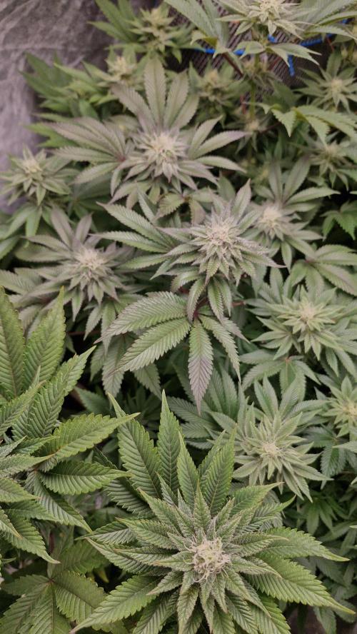 Og cream by farah4weed. Week 11 - OG cream by farah4weed
week 5 flowering