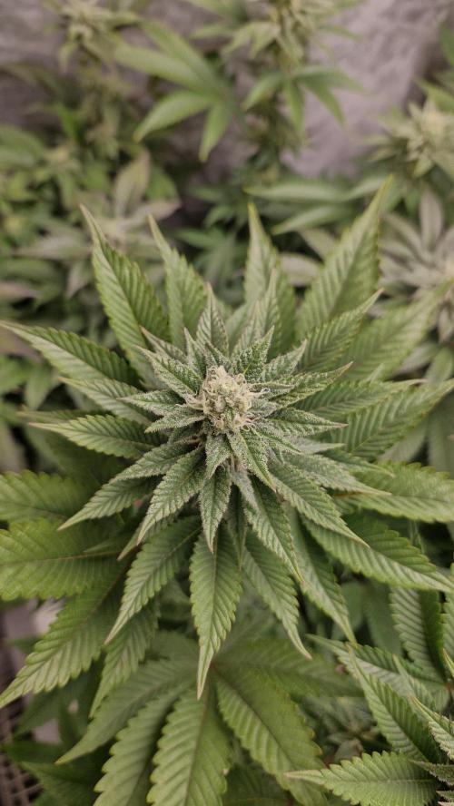 Og cream by farah4weed. Week 11 - OG cream by farah4weed
week 5 flowering