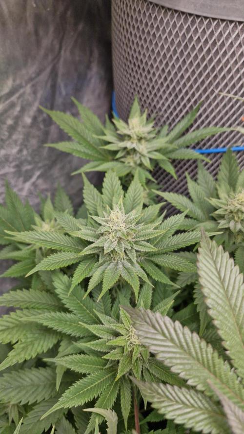 Og cream by farah4weed. Week 11 - OG cream by farah4weed
week 5 flowering