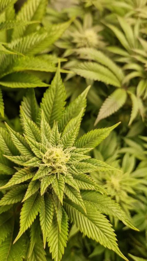 Og cream by farahweed