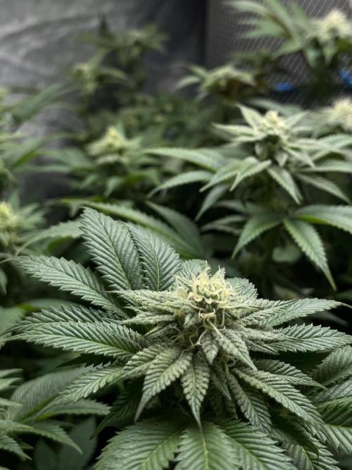 Og cream by farah4weed. Week 11 - OG cream by farah4weed
week 5 flowering