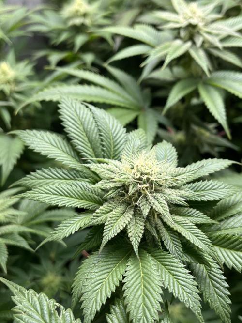 Og cream by farah4weed. Week 11 - OG cream by farah4weed
week 5 flowering