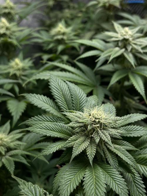 Og cream by farah4weed. Week 11 - OG cream by farah4weed
week 5 flowering