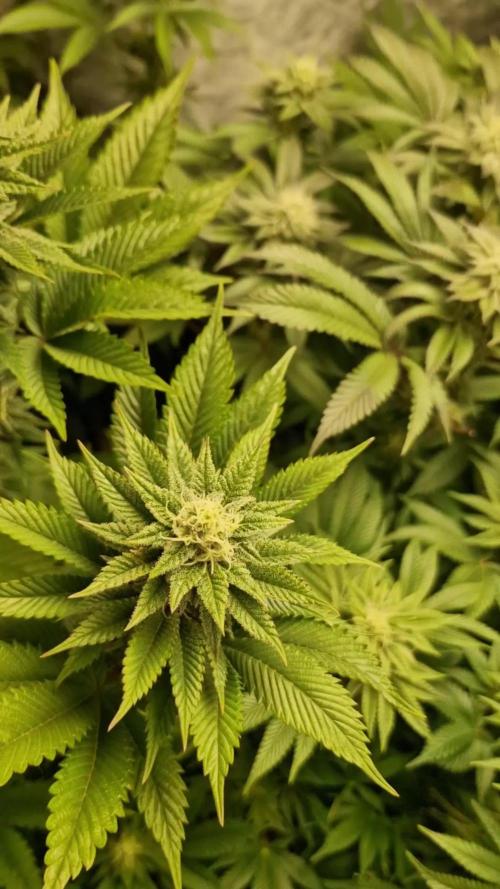 Og cream by farah4weed