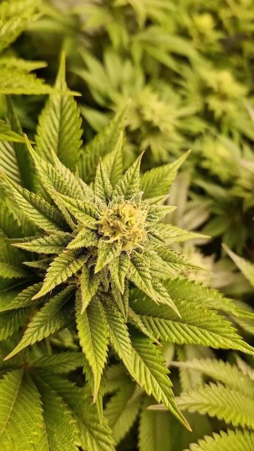 Og cream by farah4weed