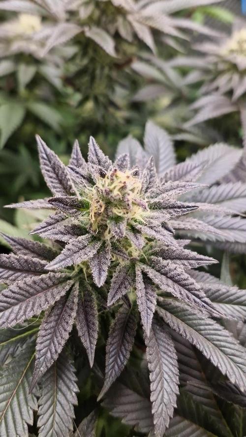 Og cream by farah4weed